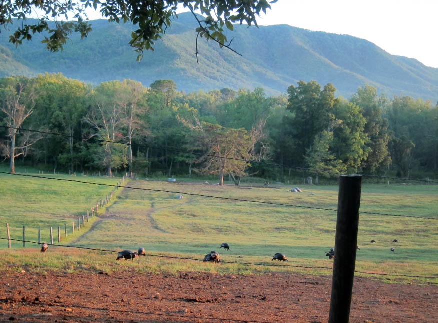 cades cove