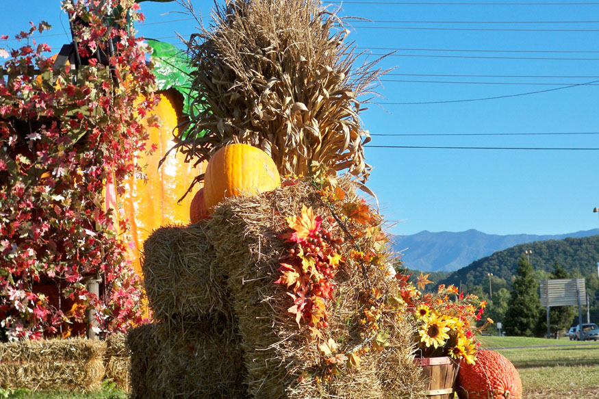 fall foliage