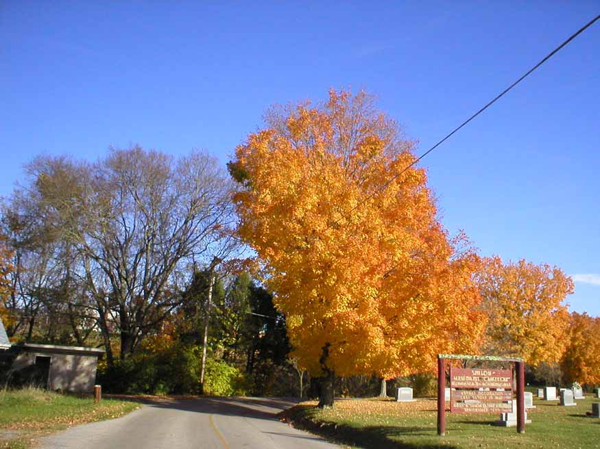 fall foliage