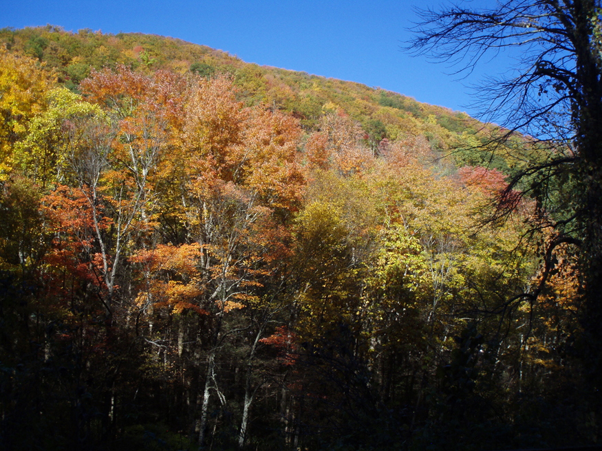 fall foliage