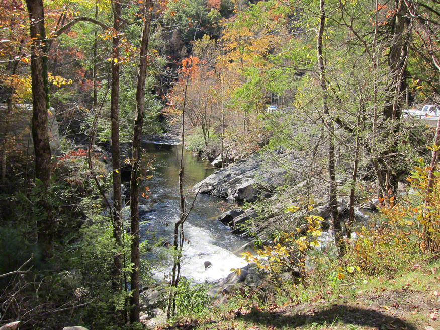 fall foliage