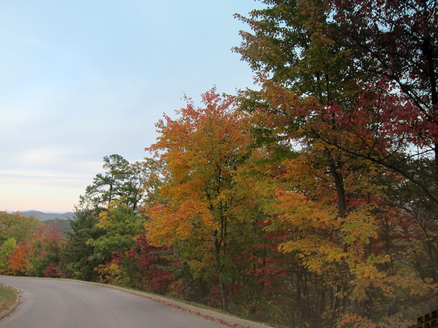 fall foliage