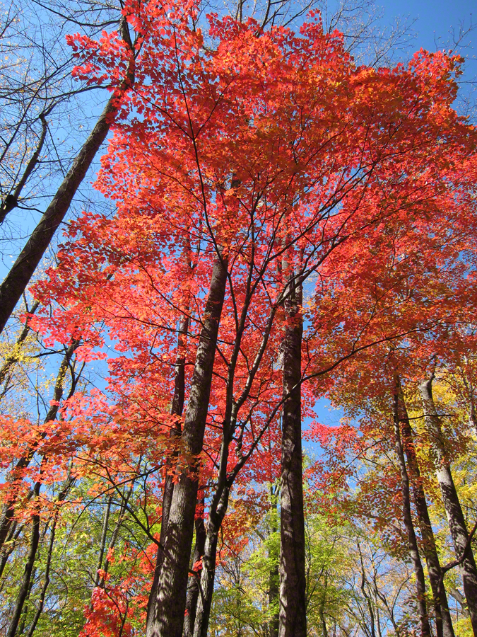 fall foliage