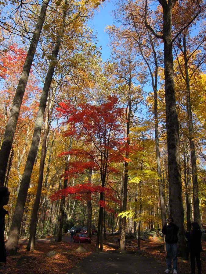 fall foliage