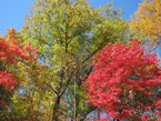 fall display