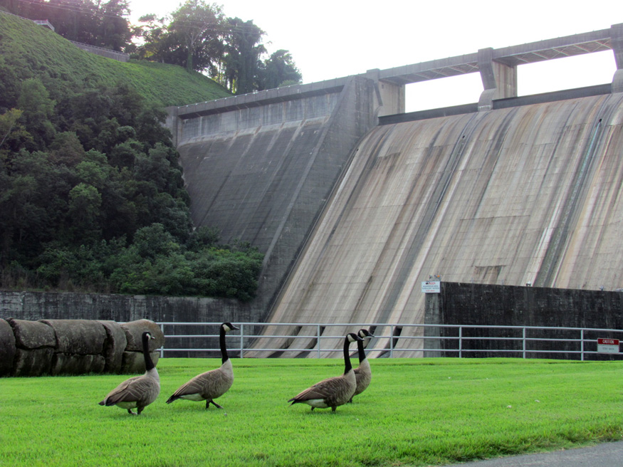 ducks