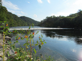 clinch river