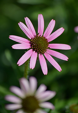 tennessee purple coneflower