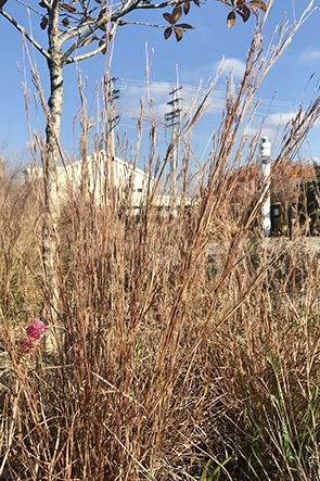 bluestem