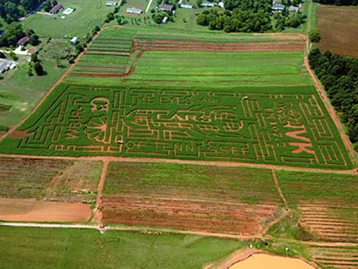 maple lane farms corn maze greenback, tn