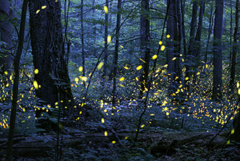synchronous firefly viewing