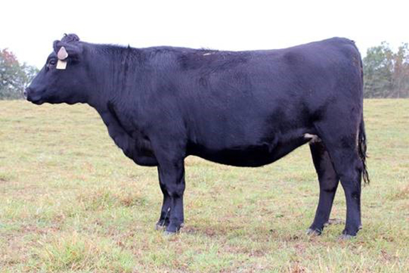 utia fall cattle sale black angus