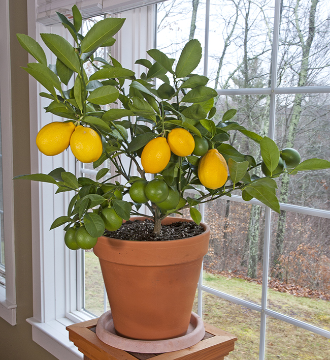 ut gardens citrus lemon
