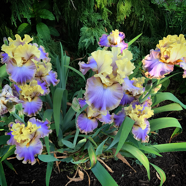 ut gardens iris
