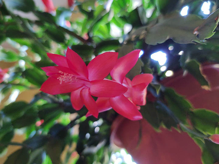 Christmas Cactus: UT Gardens’ December 2020 Plant of the Month - by Mary Lewnes Albrecht