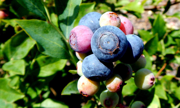 ut gardens rabbit blueberries