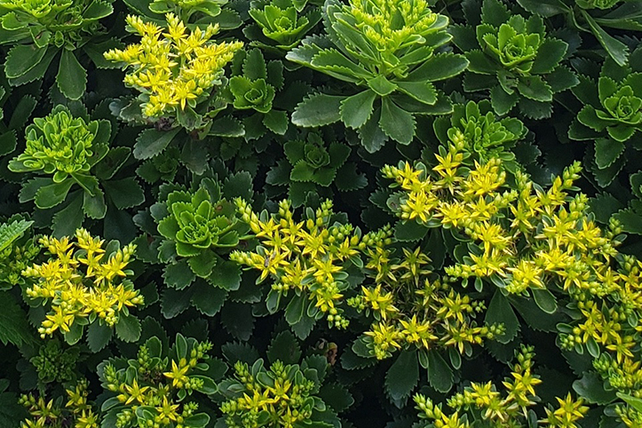 ut gardens sedum takesimense