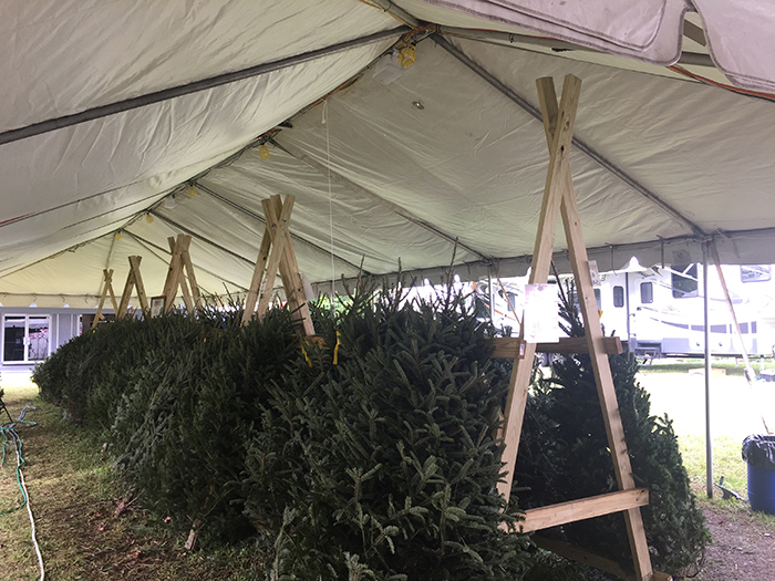 christmas tree lot