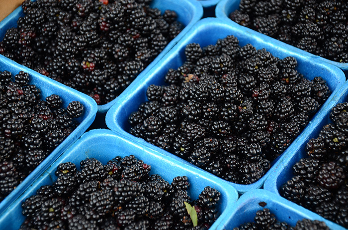 tennessee blackberries