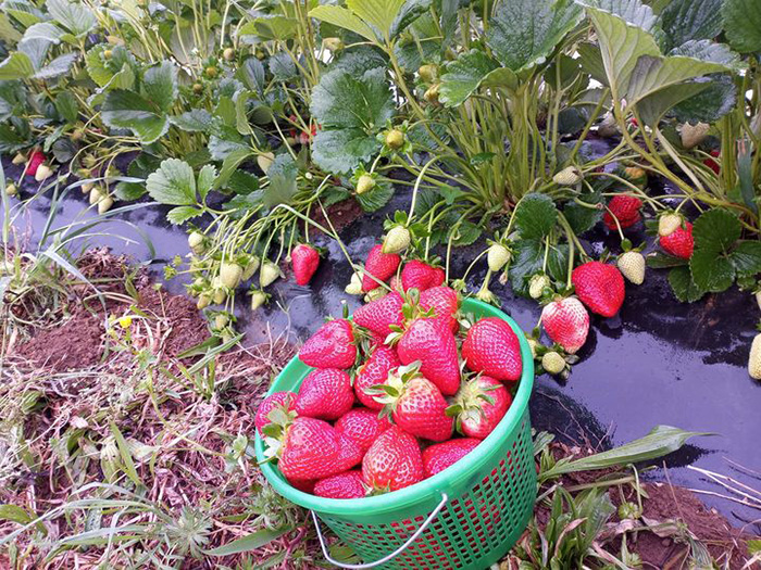 myers brothers farm strawberries