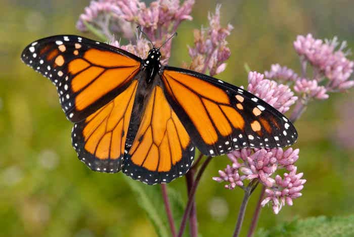 ut butterfly festival