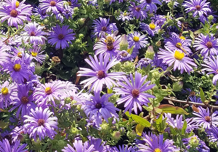 ut fall gardeners festival