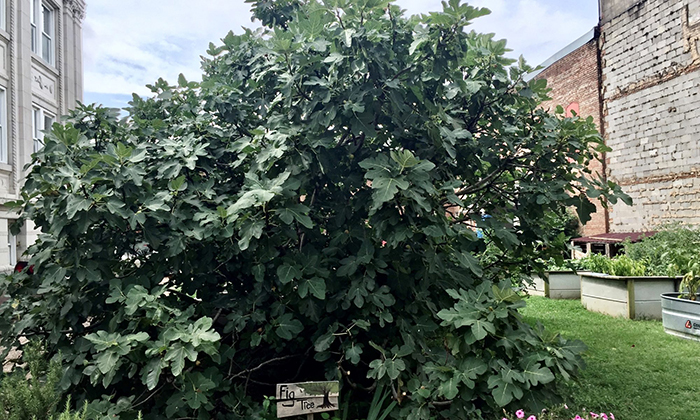 ut gardens common fig tree
