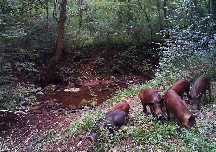 wild hogs big south fork