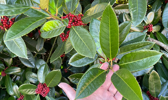 ut gardens ilex latifolia