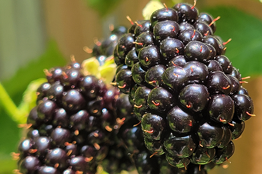 fruits of the backyard field day