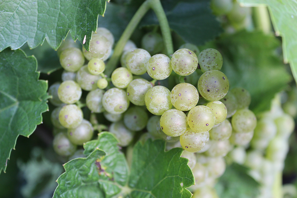 tennessee white grapes