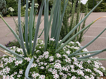 ut gardens plant of the month
