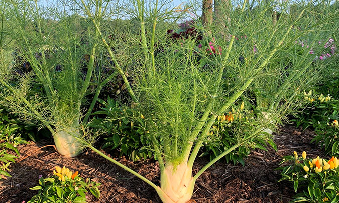 ut gardens bulbous fennel