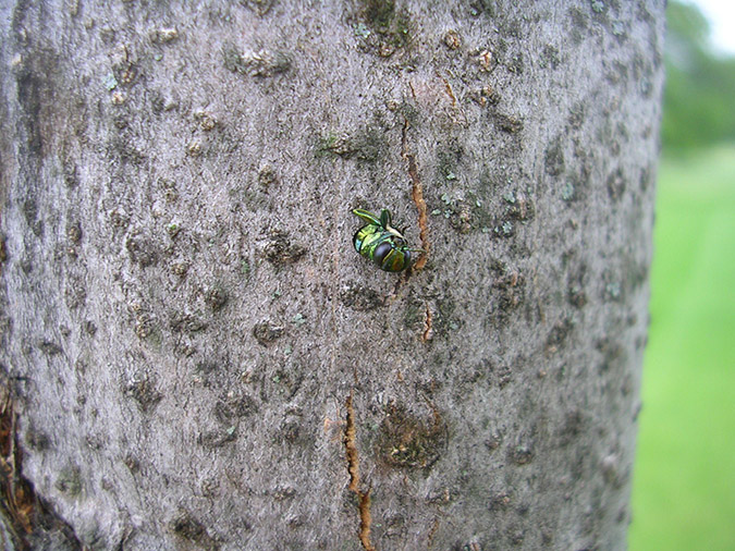 emerald ash borer