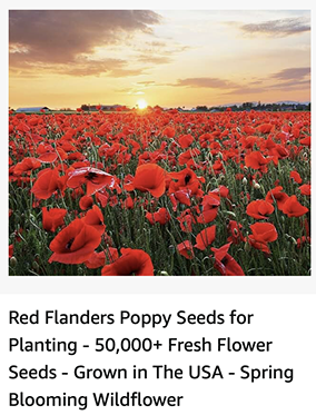 red flanders poppy seeds