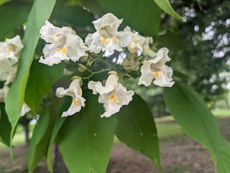 catalpa