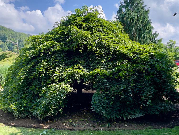 weeping hornbeam