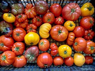 heirloom tomatoes