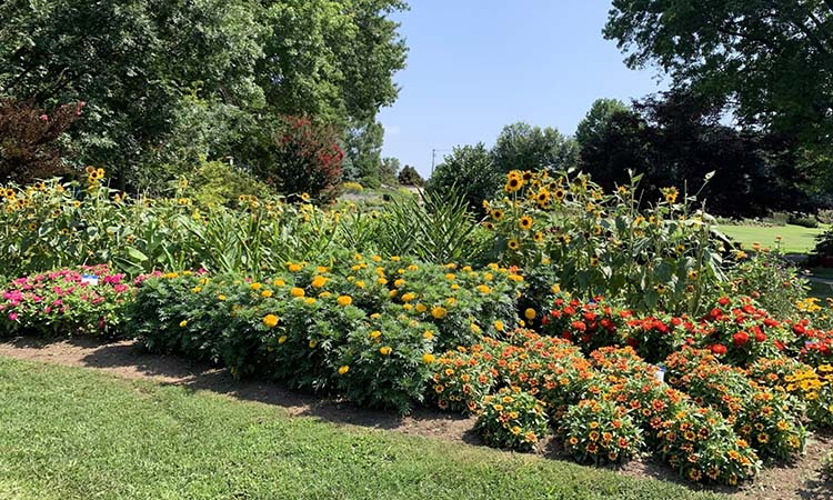 UT Gardens plant trial
