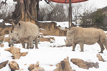 white rhinos