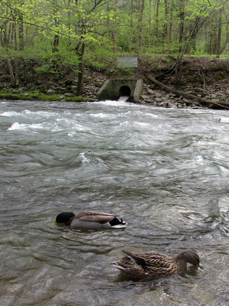 gatlinburg sewer treatment plant accident