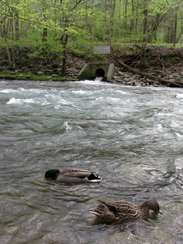 water treatment plant gatlinburg