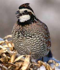 bobwhite quail