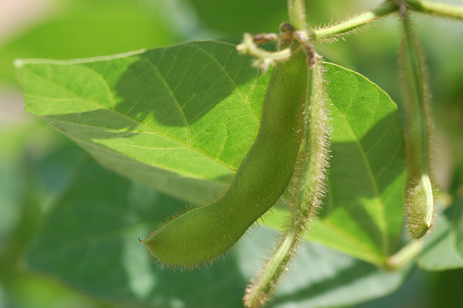 edamame