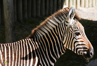 endangered mountain zebra