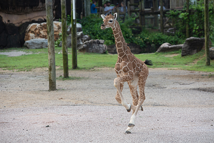 zoo knoxville giraffe calf
