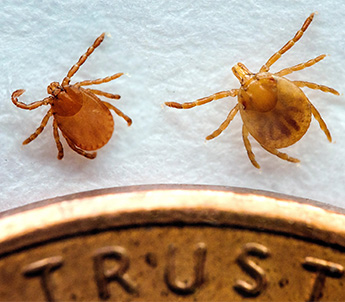 asian longhorn tick invades tennessee