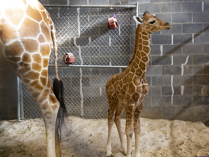 zoo knoxville baby giraffe born christmas eve 2020
