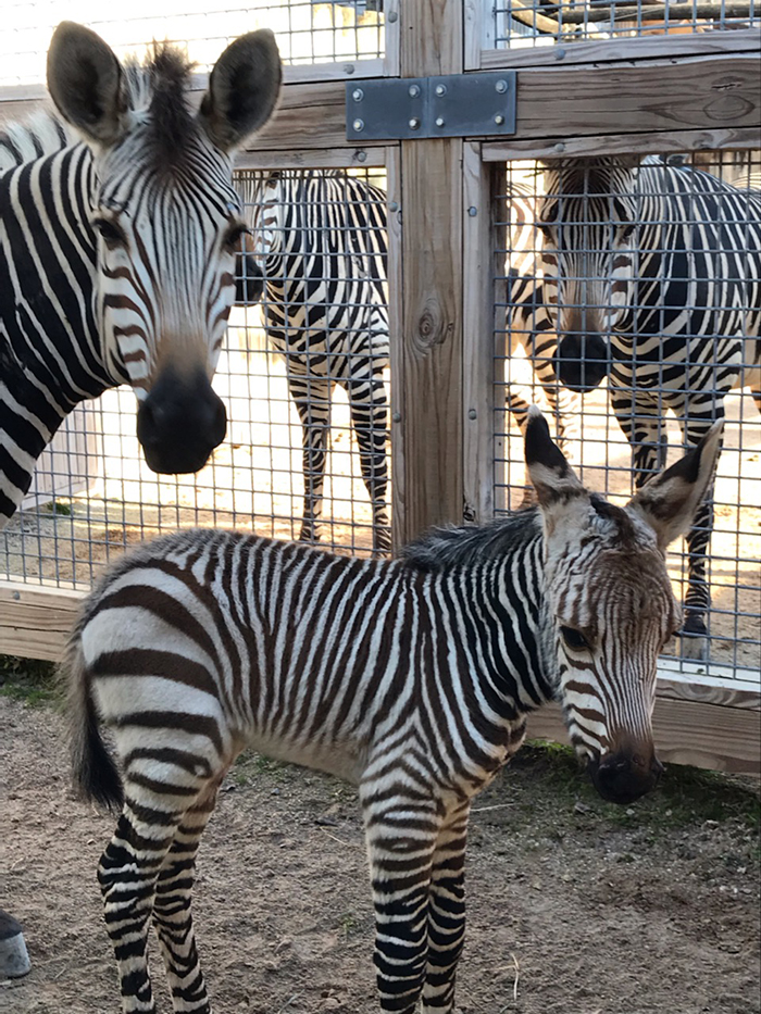 zoo knoxville baby zebra