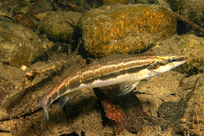 sickle darter fish